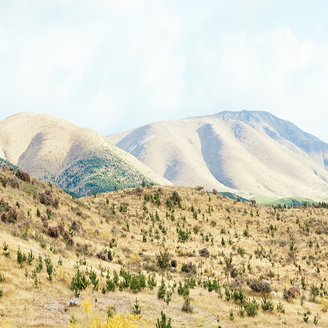 New Zealand Photography. Natural Interior Art, Photo Print, NZ, Coastal Home Art