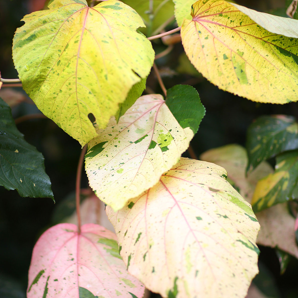 Brisbane artist / colourful inspiration / the truth