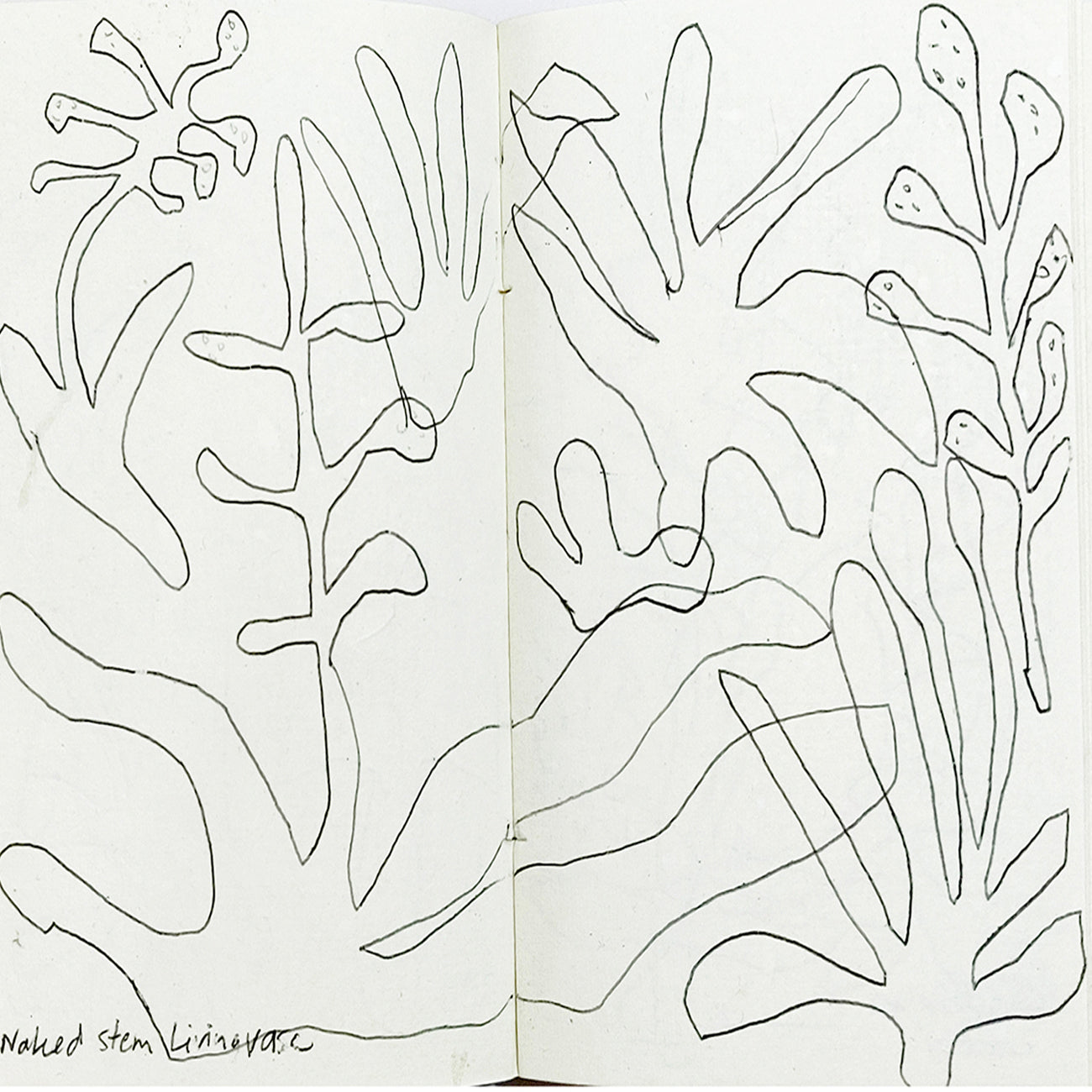 Drawing my way through Brisbane Botanicals!