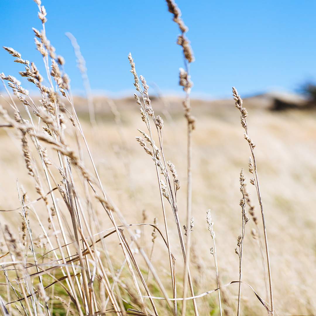 beach print / new zealand photography / new zealand print