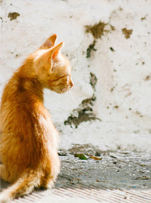 Moroccan Decor / Photo Print / Cat lovers