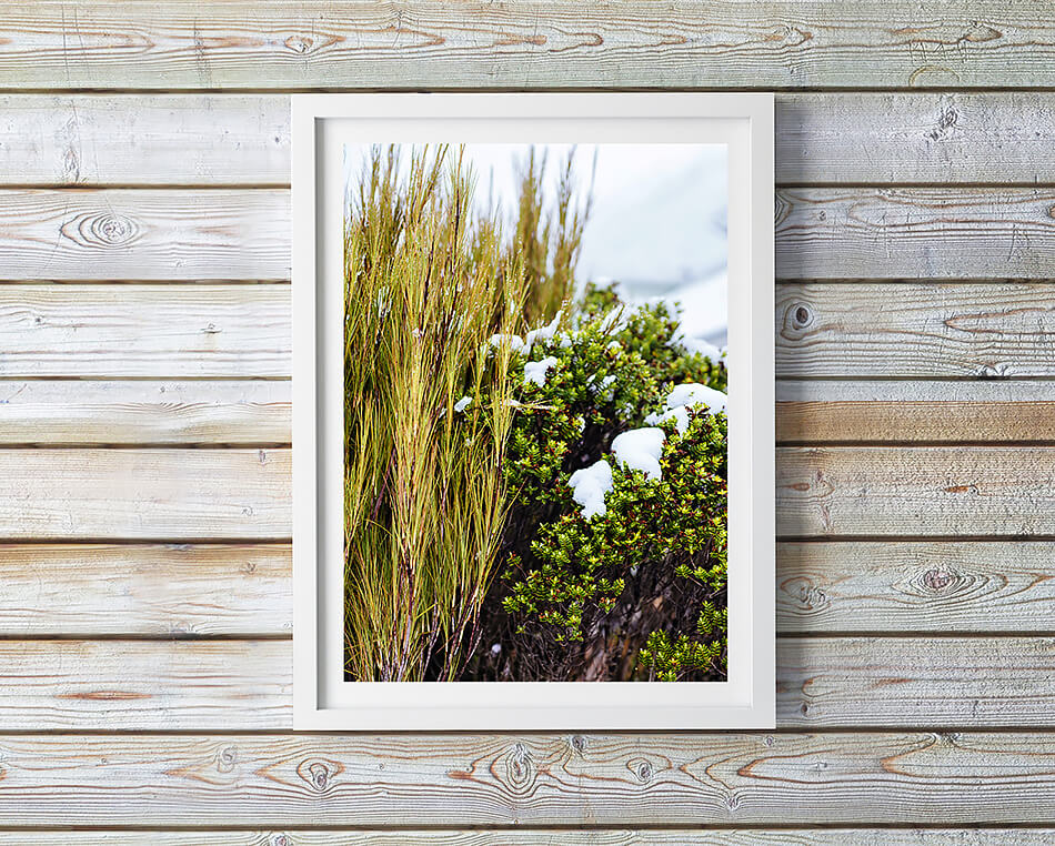 natural interior grass print coastal home photographic print new zealand photographic print of grass and nature for natural home interior