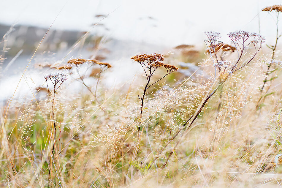natural interior grass print of natural home interior beige interior styling beach grass print new zealand rustic interior print scandi interior print