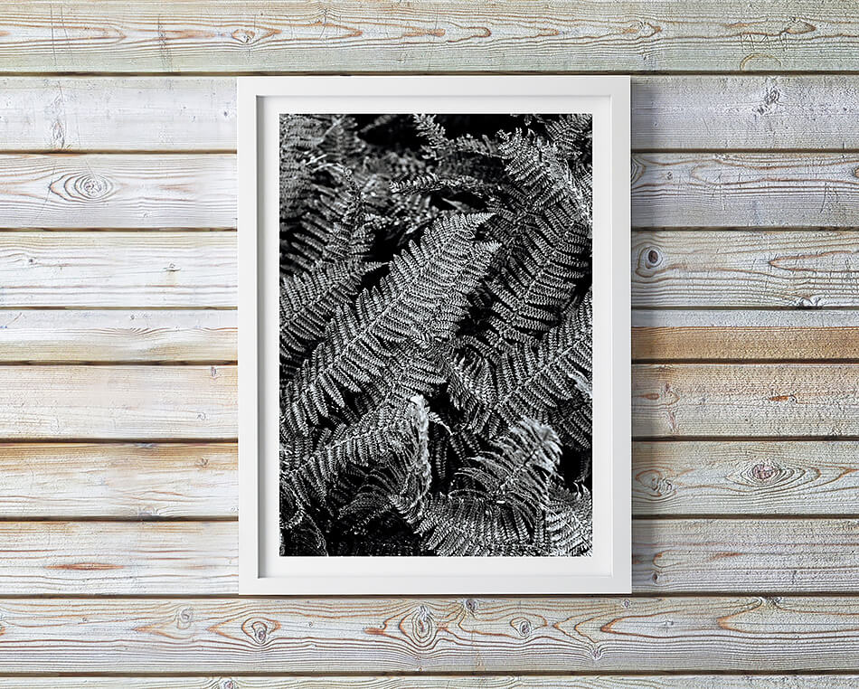 black and white interior black and white print leaves photo print abstract photo print of leaves and greenery photographic print of new zealand
