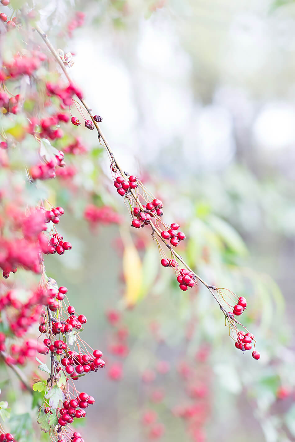 Scarlet Kisses / Photo Print