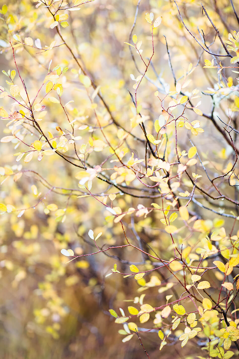 autumn print travel photographic print new zealand coastal home interior wall art coastal home print natural interior wall art natural print