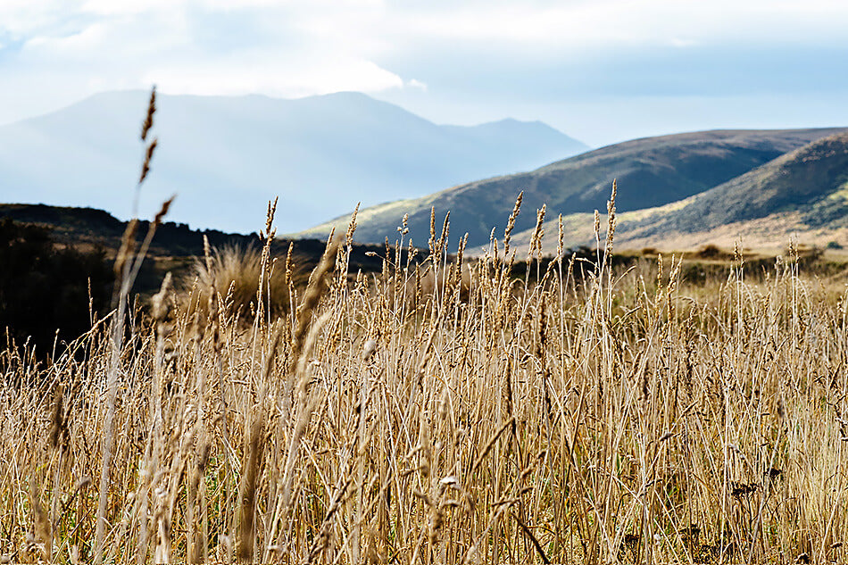 natural print of new zealand mountains and landscape new zealand south island travel photography