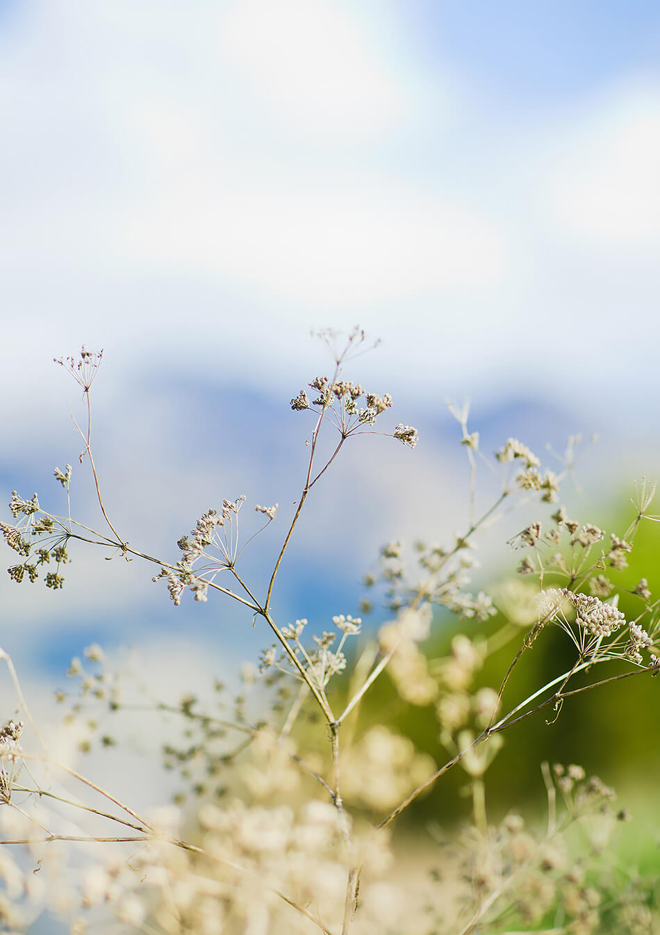 beach print coastal print natural print print for natural interior grass wall art natural tones print for wall new zealand photography