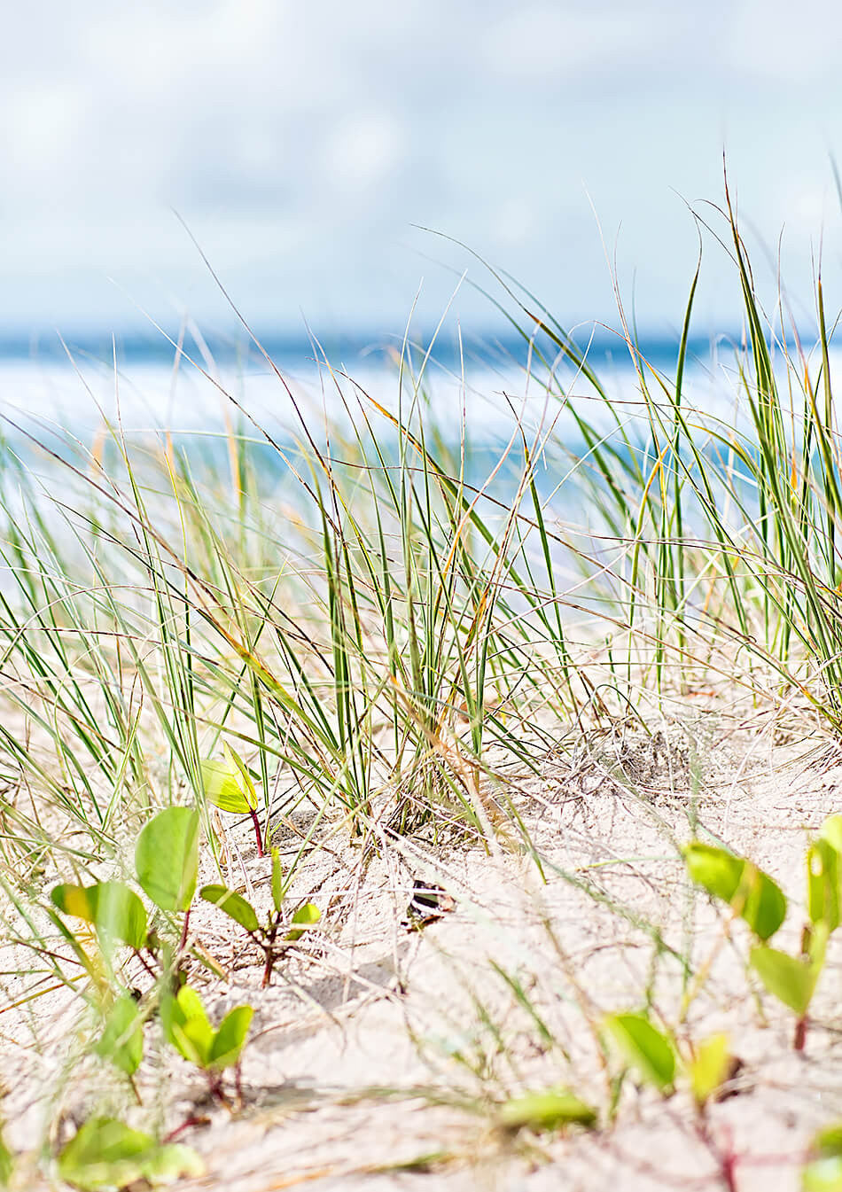 byron bay photography beach art beach print coastal print byron bay coastal home interior coastal print coastal interior sand dunes